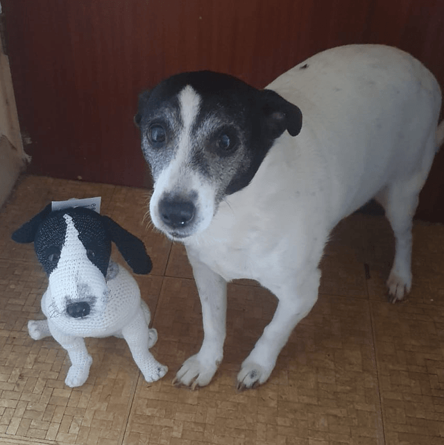 MINI PET (CUSTOM ORDER)