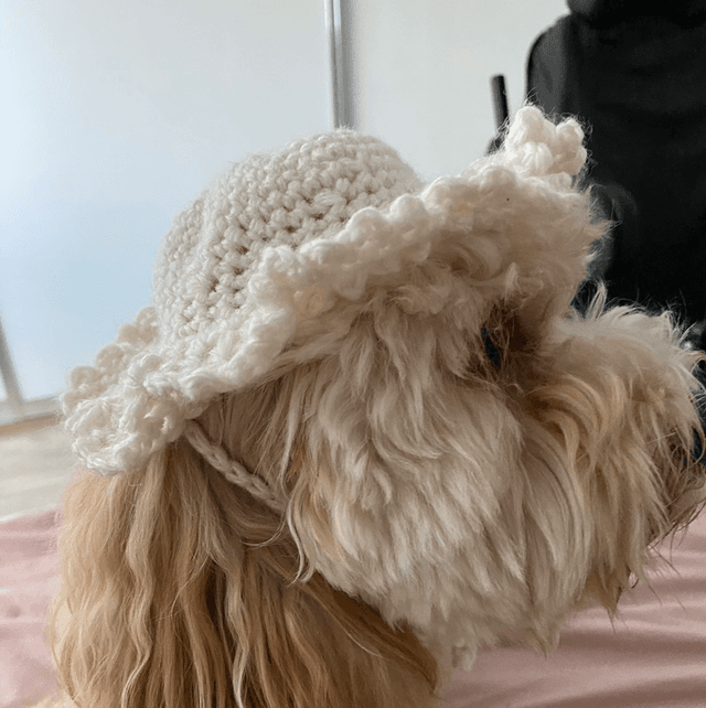 PET HAT CUSTOM ORDER